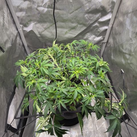 Kalimotxo Kush  growlog timeline photo