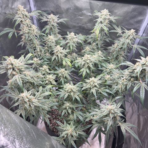 Toof Decay x Walter White  growlog timeline photo