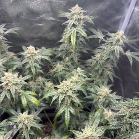 Toof Decay x Walter White  growlog timeline photo