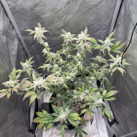 MephistO’z  growlog timeline photo