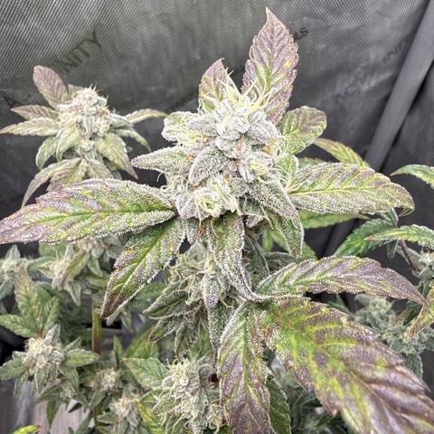 MephistO’z  growlog timeline photo