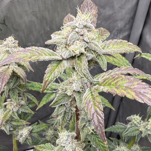 MephistO’z  growlog timeline photo