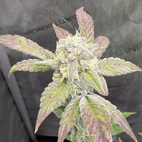 MephistO’z  growlog timeline photo