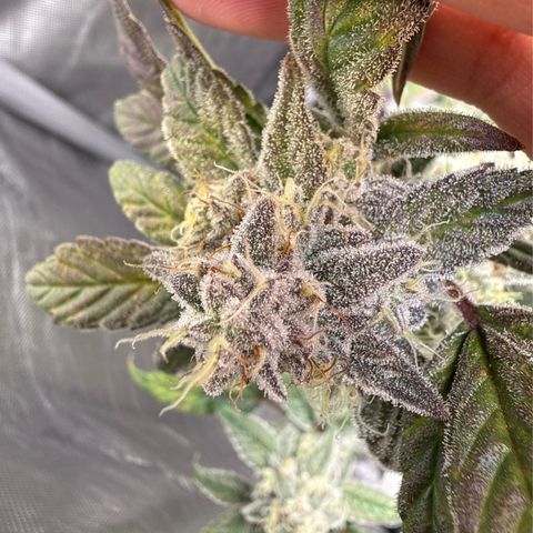 MephistO’z  growlog timeline photo