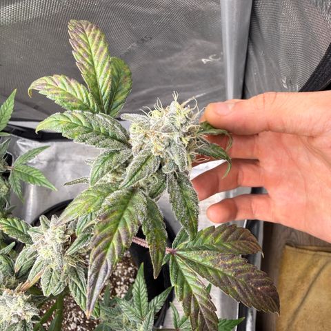 MephistO’z  growlog timeline photo