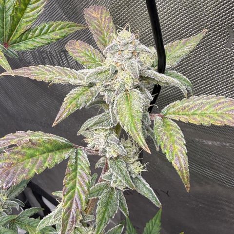 MephistO’z  growlog timeline photo