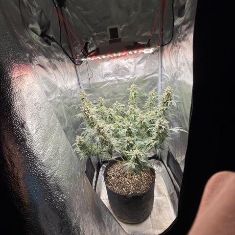 Toof Decay x Walter White  growlog photo: Getting close I would say ~ 7-10 days remaining. 