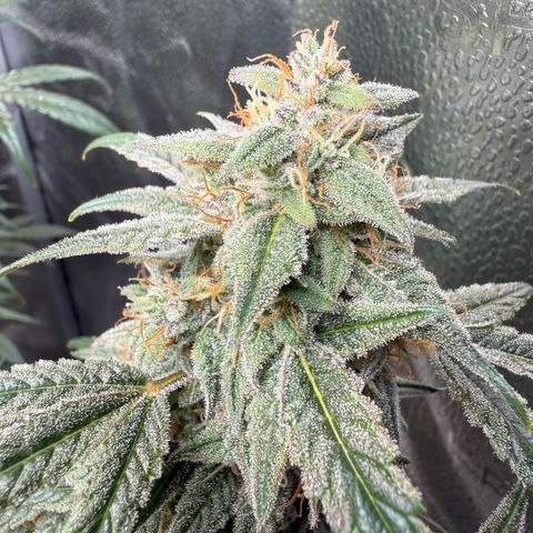 Toof Decay x Walter White  growlog photo: Getting close I would say ~ 7-10 days remaining. 