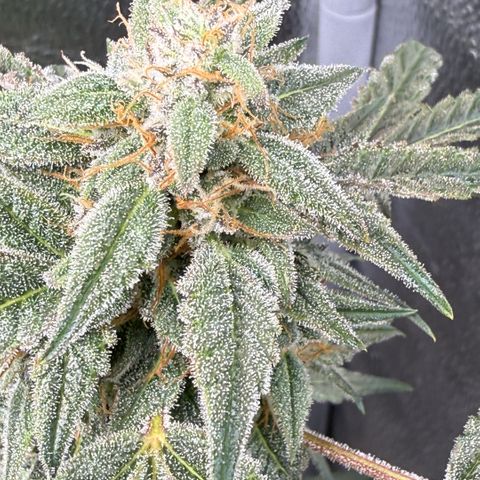 Toof Decay x Walter White  growlog photo: Getting close I would say ~ 7-10 days remaining. 