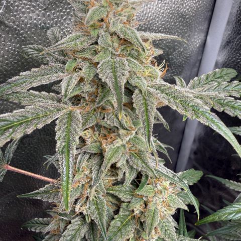 Toof Decay x Walter White  growlog photo: Getting close I would say ~ 7-10 days remaining. 
