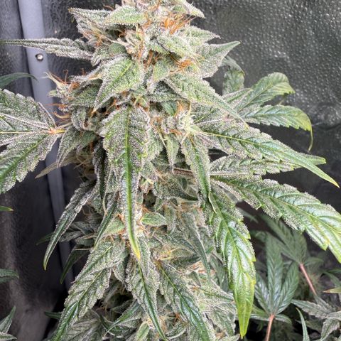Toof Decay x Walter White  growlog photo: Getting close I would say ~ 7-10 days remaining. 