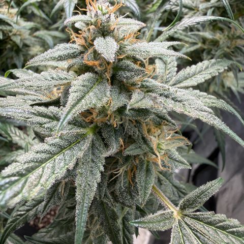 Toof Decay x Walter White  growlog photo: Getting close I would say ~ 7-10 days remaining. 