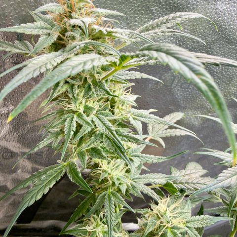 Toof Decay x Walter White  growlog photo: Getting close I would say ~ 7-10 days remaining. 