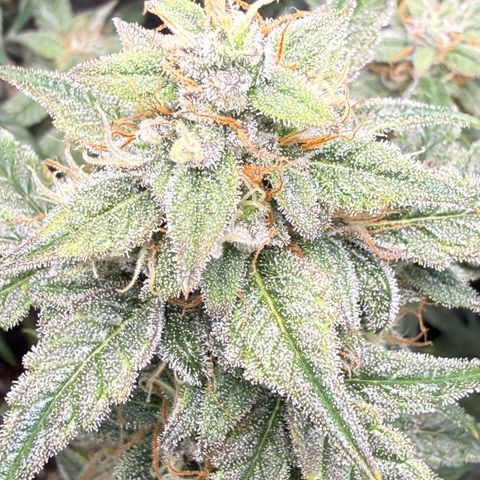 Toof Decay x Walter White  growlog photo: Getting close I would say ~ 7-10 days remaining. 