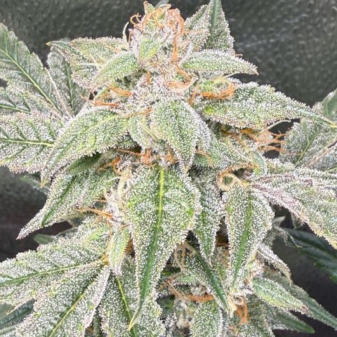 Toof Decay x Walter White  growlog photo: Getting close I would say ~ 7-10 days remaining. 