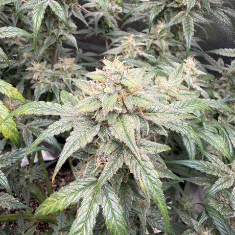 Toof Decay x Walter White  growlog photo: Getting close I would say ~ 7-10 days remaining. 