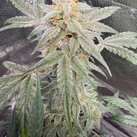 Toof Decay x Walter White  growlog photo: Getting close I would say ~ 7-10 days remaining. 
