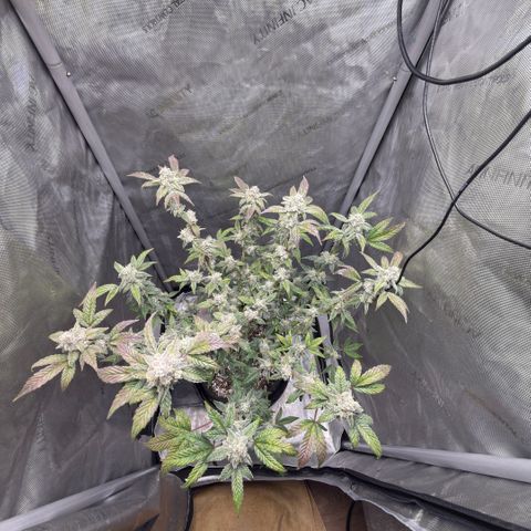MephistO’z  growlog timeline photo