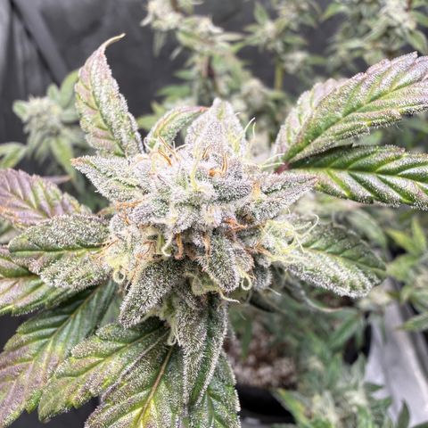 MephistO’z  growlog timeline photo