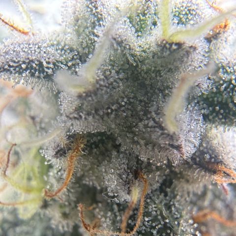 MephistO’z  growlog timeline photo