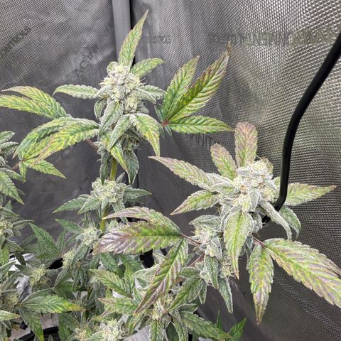 MephistO’z  growlog timeline photo