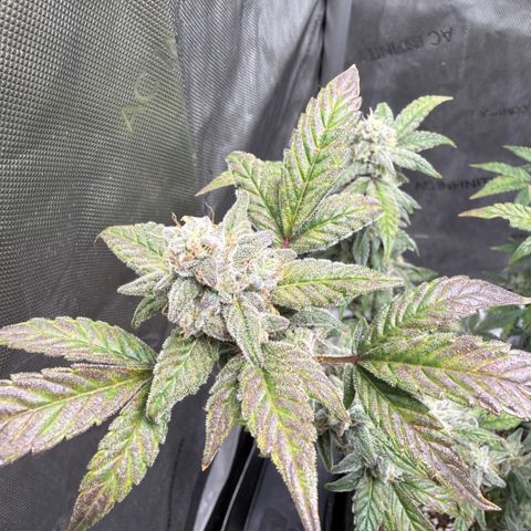 MephistO’z  growlog timeline photo