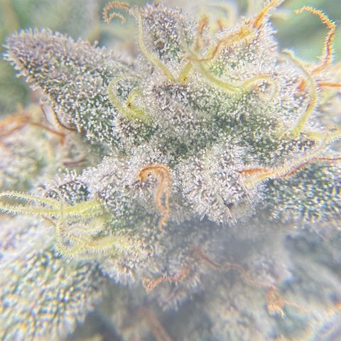 MephistO’z  growlog timeline photo
