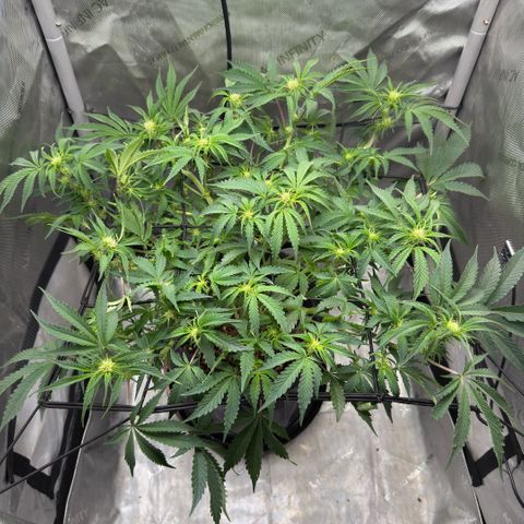 Kalimotxo Kush  growlog timeline photo