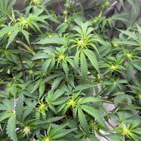 Kalimotxo Kush  growlog timeline photo