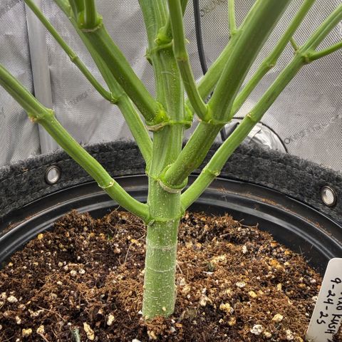 Kalimotxo Kush  growlog timeline photo