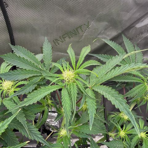 Kalimotxo Kush  growlog timeline photo