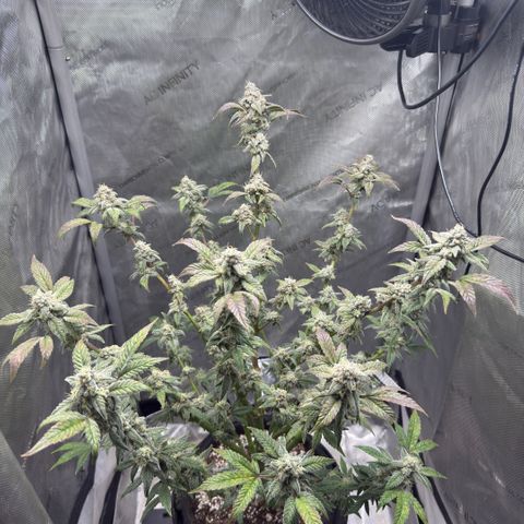 MephistO’z  growlog timeline photo