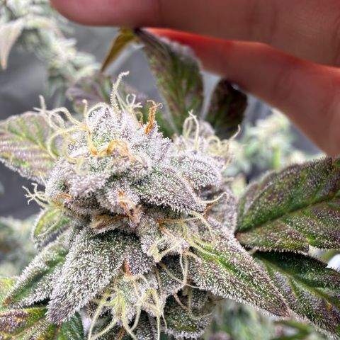 MephistO’z  growlog timeline photo