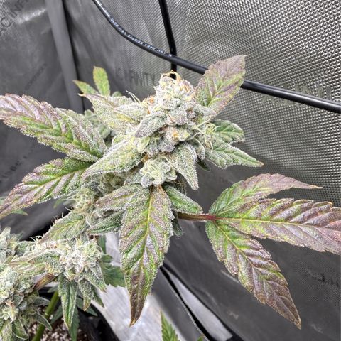 MephistO’z  growlog timeline photo