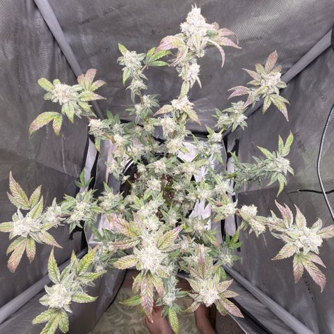 MephistO’z  growlog timeline photo