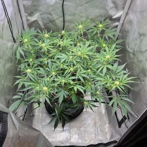 Kalimotxo Kush  growlog timeline photo