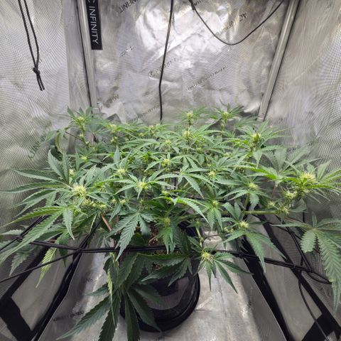 Kalimotxo Kush  growlog timeline photo