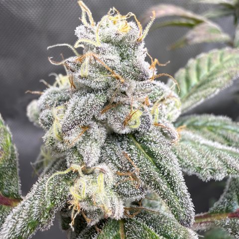 MephistO’z  growlog timeline photo