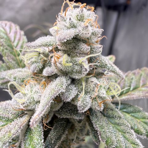 MephistO’z  growlog timeline photo