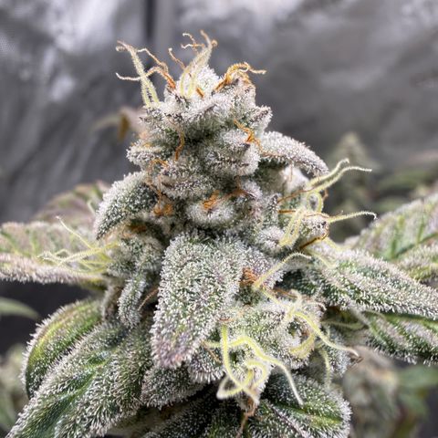 MephistO’z  growlog timeline photo