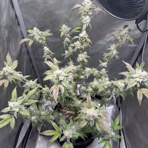 MephistO’z  growlog timeline photo