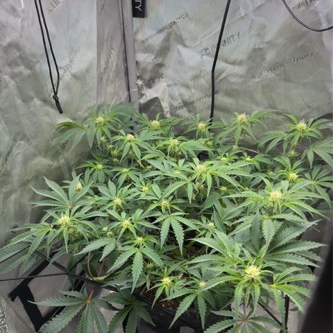 Kalimotxo Kush  growlog timeline photo
