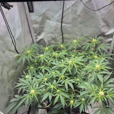 Kalimotxo Kush  growlog timeline photo