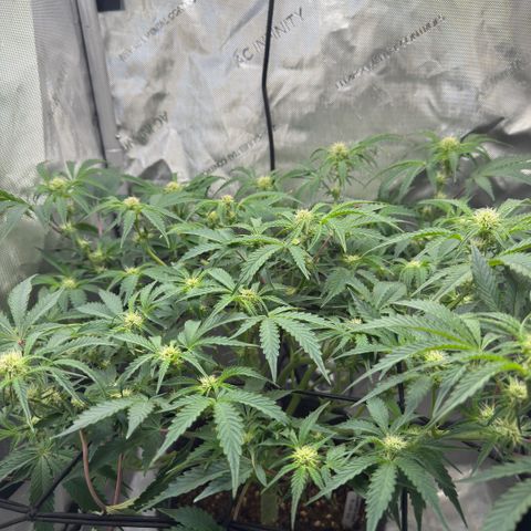 Kalimotxo Kush  growlog timeline photo