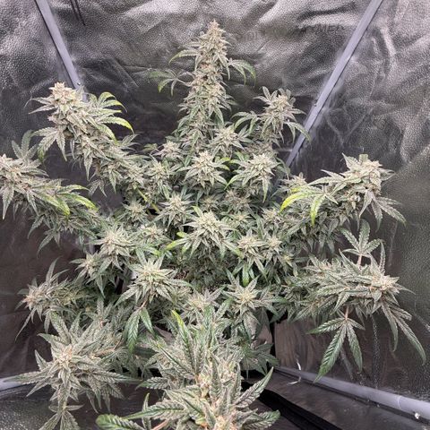 Toof Decay x Walter White  growlog timeline photo