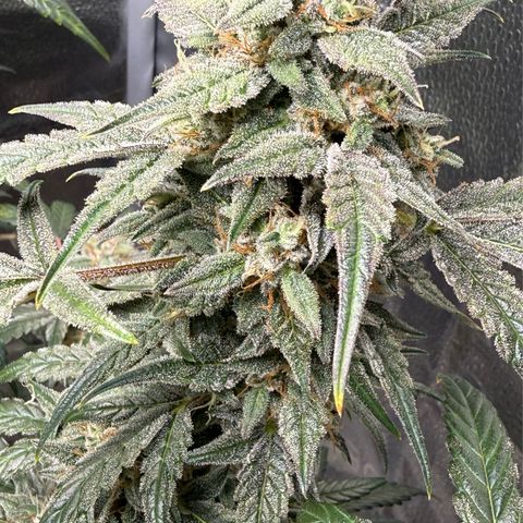 Toof Decay x Walter White  growlog timeline photo