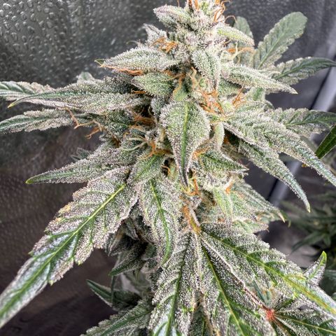 Toof Decay x Walter White  growlog timeline photo