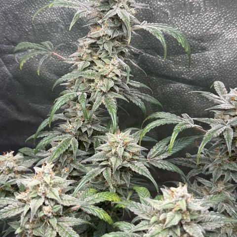 Toof Decay x Walter White  growlog timeline photo