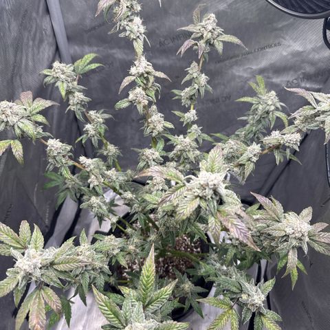 MephistO’z  growlog timeline photo