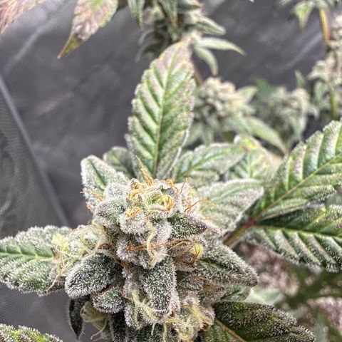 MephistO’z  growlog timeline photo